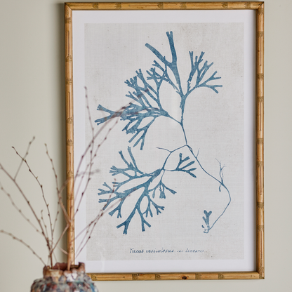 Framed Coral Art Print